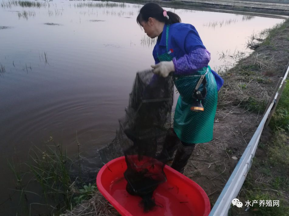 药品养殖虾苗技术规程_药品养殖虾苗技术要求_虾苗药品养殖技术