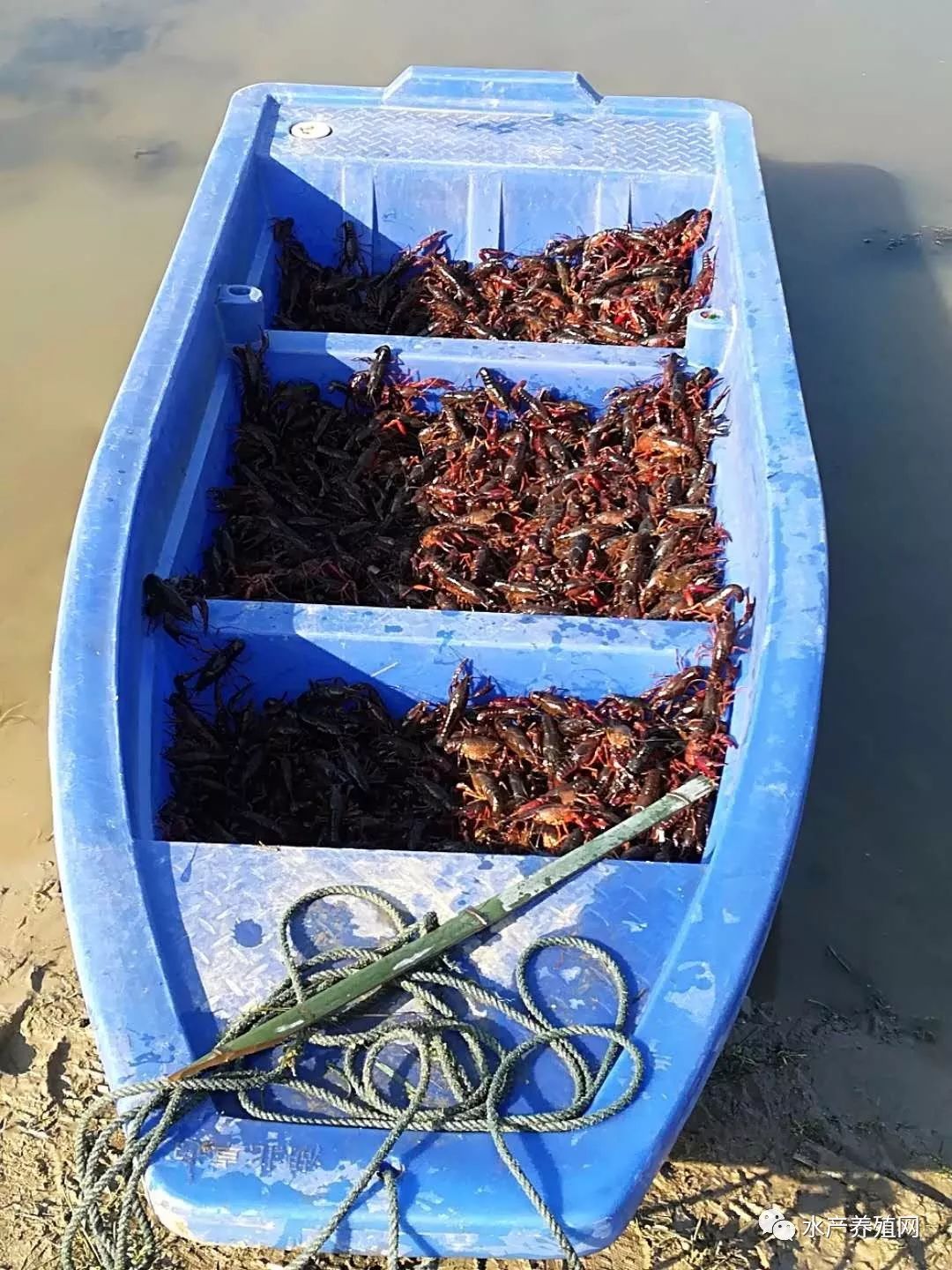 虾苗药品养殖技术_药品养殖虾苗技术规程_药品养殖虾苗技术要求