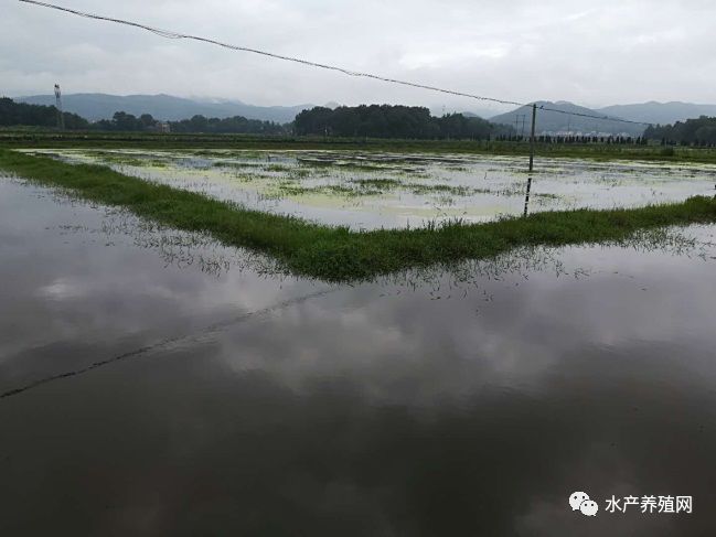 虾苗药品养殖技术_药品养殖虾苗技术规程_药品养殖虾苗技术要求