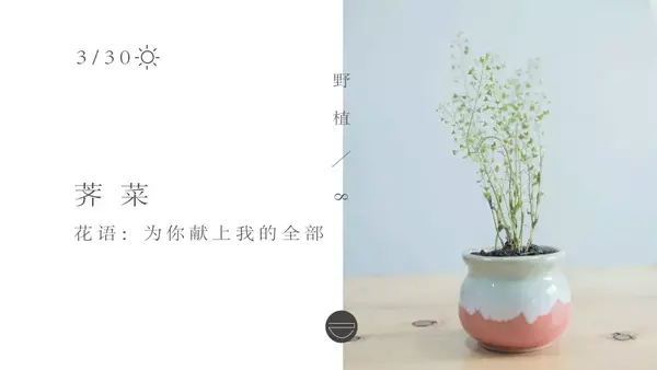 种植荠菜能挣钱吗_致富种植荠菜故事内容_种植荠菜致富故事