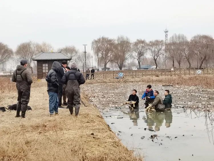 致富经莲藕种植视频_种植莲藕利润怎么样_致富经种莲藕