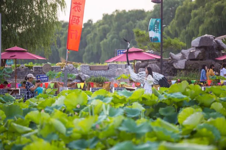 种植莲藕利润怎么样_致富经种莲藕_致富经莲藕种植视频