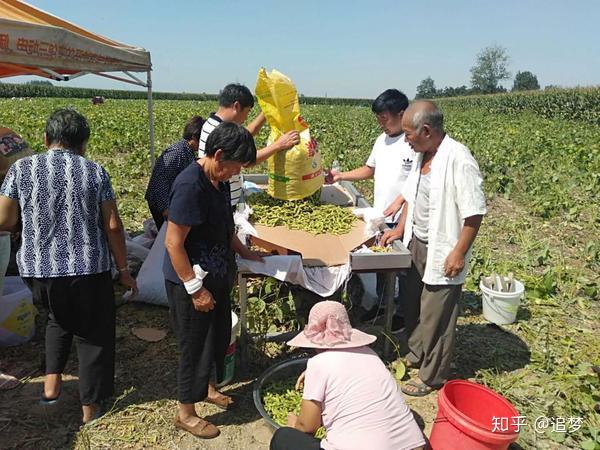 杞县板木乡北张庄村：发展果蔬加工  助力脱贫致富