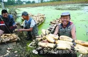 莲藕种植效益_致富经种莲藕_种植莲藕利润怎么样