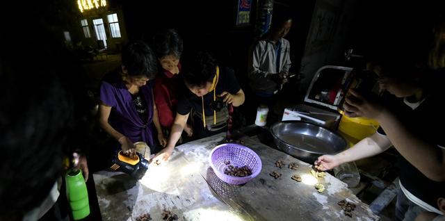 养殖金蝉视频_怎样采集金蝉卵枝_金蝉养殖的采卵技术