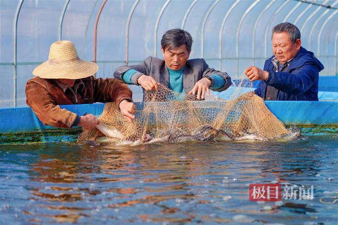 致富养殖鲷鱼图片_致富养殖鲷鱼怎么样_鲷鱼养殖致富