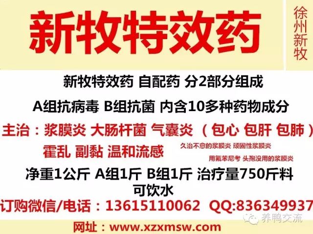 雏鸭的网上养殖技术_鸭雏养鸭技术_鸭养殖