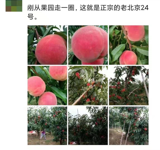 致富经樱桃_致富经扁桃种植_2017年致富经种植桃子