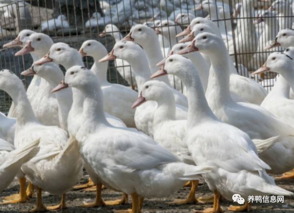 养殖鸭苗方法_鸭雏养鸭技术_雏鸭的网上养殖技术