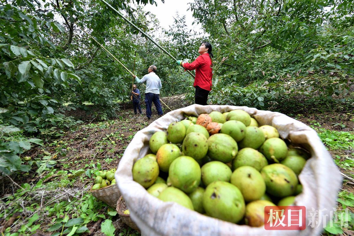 保康：核桃喜开杆，敲下“致富果”