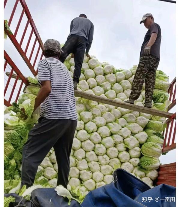 东北甜杆种植发家致富_东北甜杆种植发家致富_东北甜杆种植发家致富