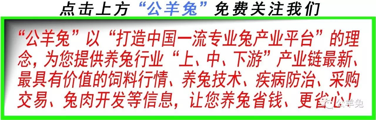 养殖兔子技术和管理_关于如何养殖兔子的技术_养殖兔子技术大全视频