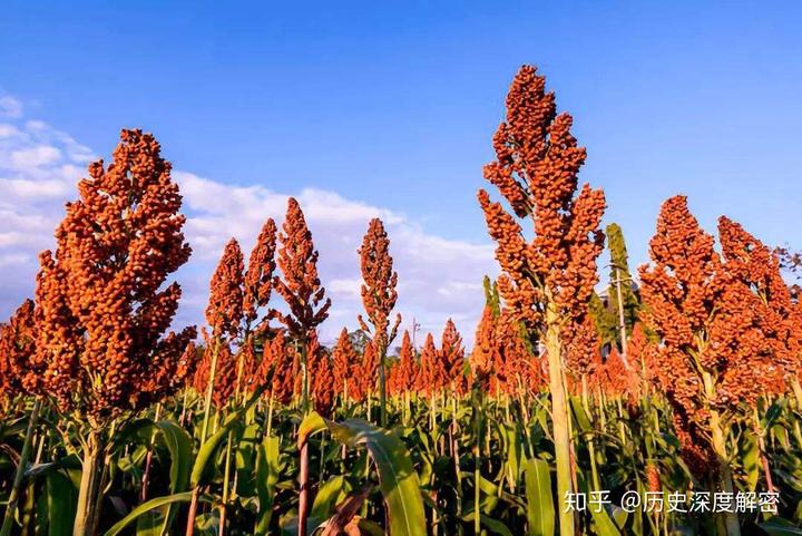 东北甜杆种植发家致富_东北甜杆种植发家致富_东北甜杆种植发家致富