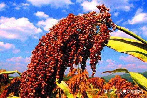 东北甜杆种植发家致富_东北甜杆种植发家致富_东北甜杆种植发家致富