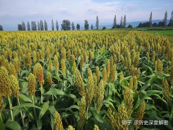 东北甜杆种植发家致富_东北甜杆种植发家致富_东北甜杆种植发家致富