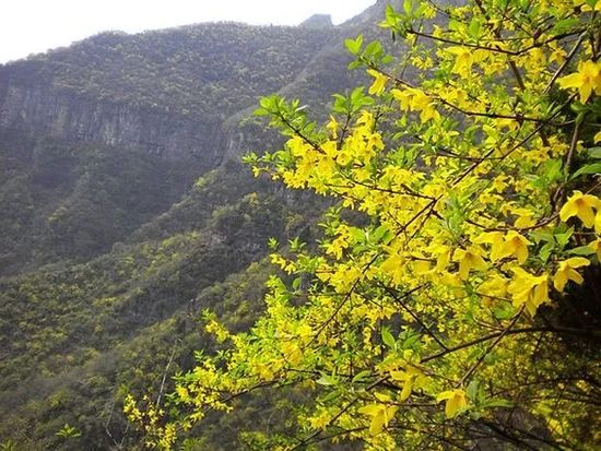 安泽：连翘花变成了农民“致富花”