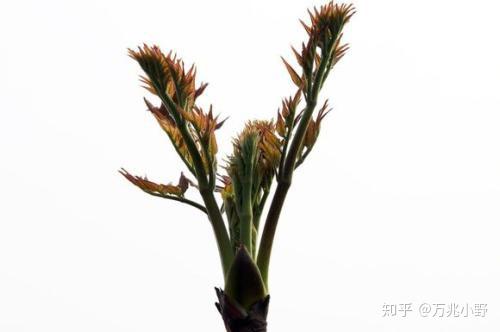 巧家85后大学生种野菜开启致富路 种植规模达200余亩