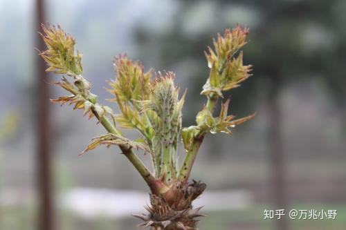 荠菜种的信心故事_致富种植荠菜故事简介_种植荠菜致富故事