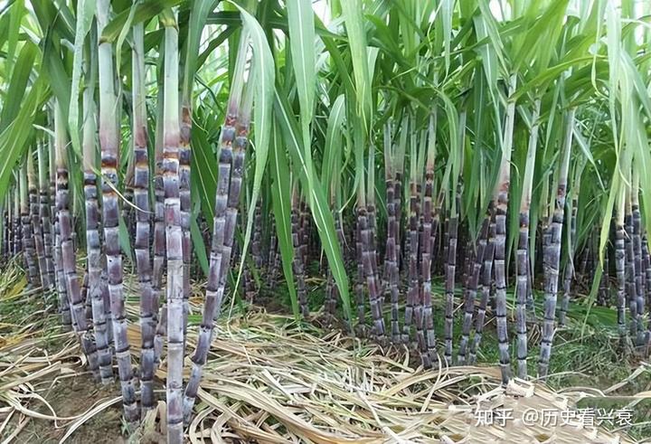 东北甜杆种植发家致富_东北甜杆种植发家致富_东北甜杆种植发家致富