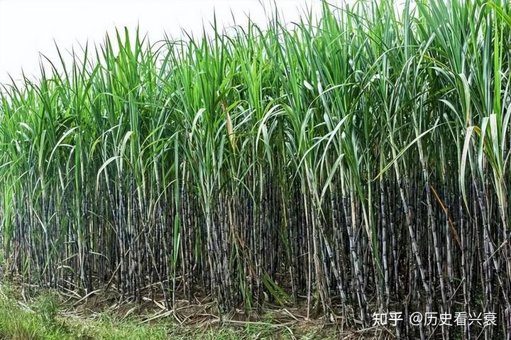 东北甜杆种植发家致富_东北甜杆种植发家致富_东北甜杆种植发家致富