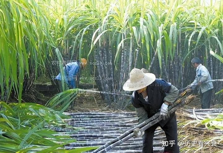 东北甜杆种植发家致富_东北甜杆种植发家致富_东北甜杆种植发家致富