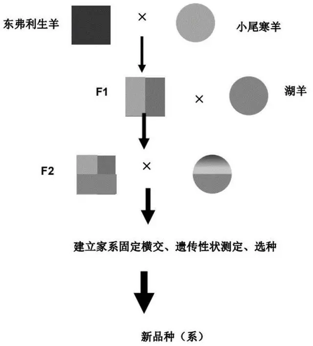 致富经养鸭子视频_致富养殖野鸭故事内容_养殖野鸭致富故事