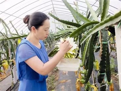 种植致富的产品_致富种植产品图片_种植致富项目