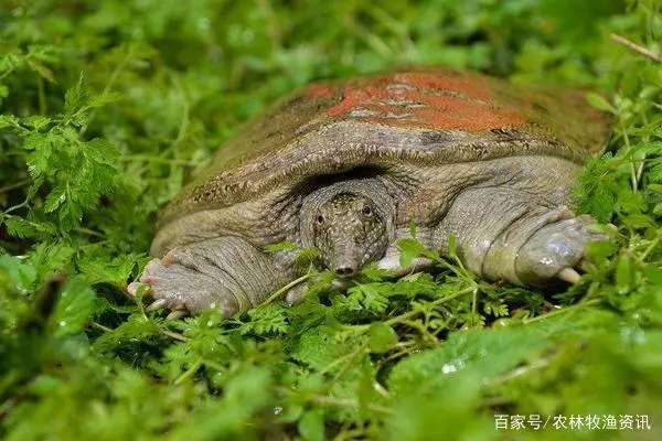 鳖的养殖周期_养殖鳖多少钱一只_和鳖养殖技术