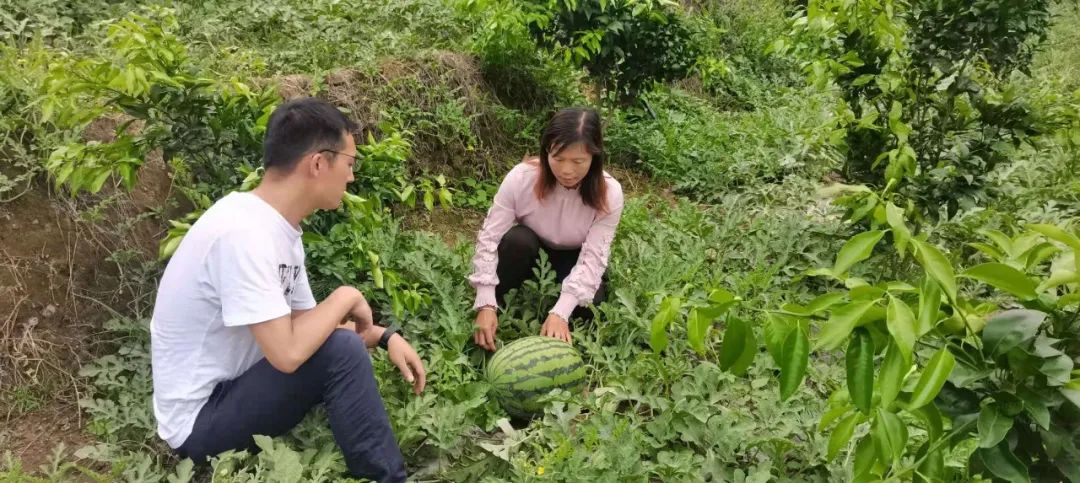 致富种植产品有哪些_种植致富新项目_种植致富的产品