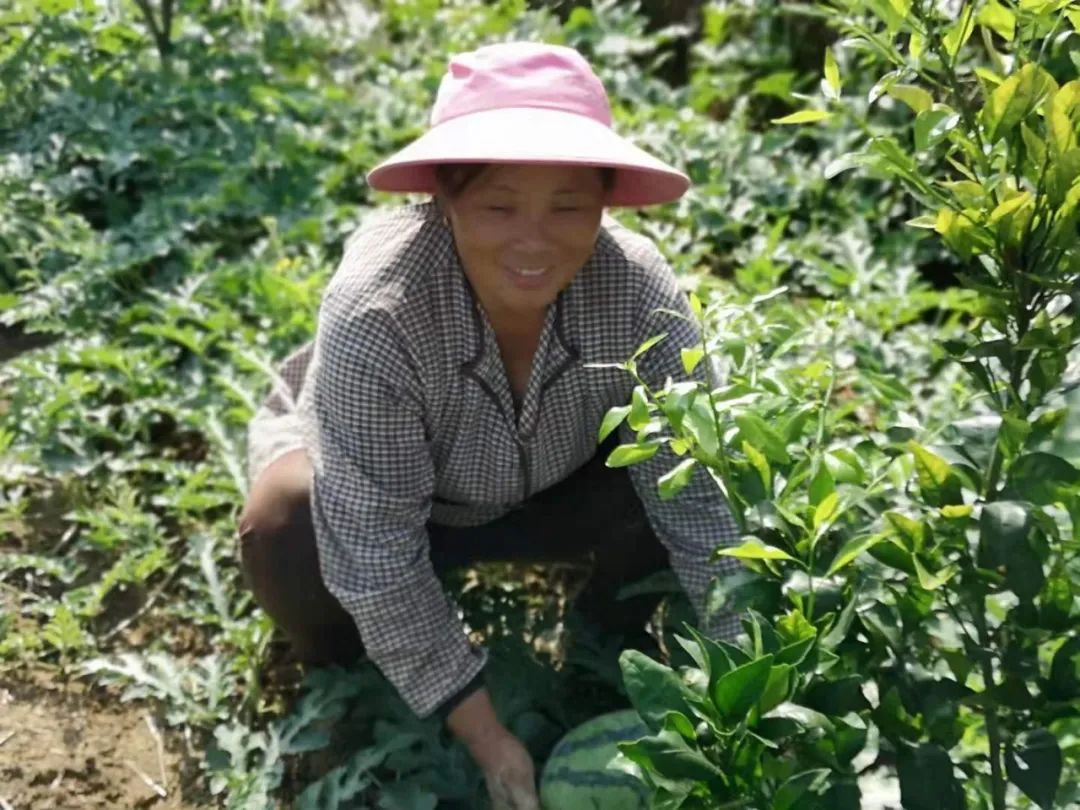 种植致富新项目_种植致富的产品_致富种植产品有哪些