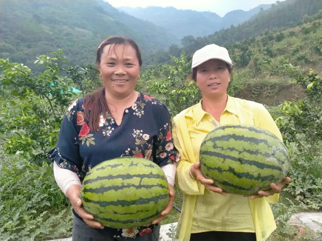 种植致富的产品_致富种植产品有哪些_种植致富新项目