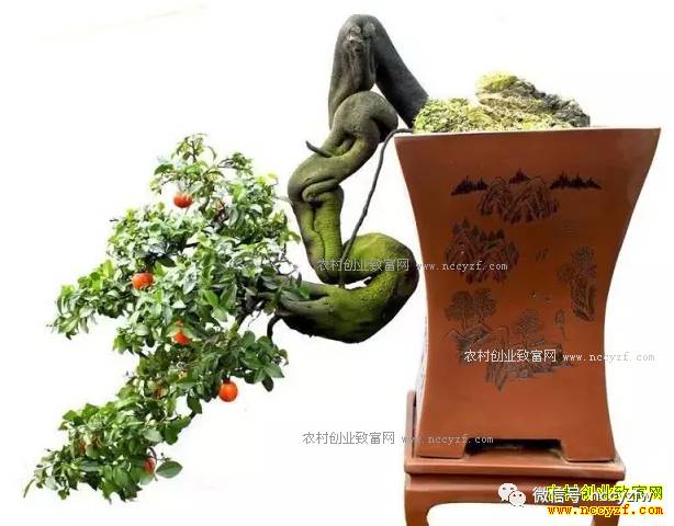 致富种植产品有哪些_种植致富新项目_种植致富的产品