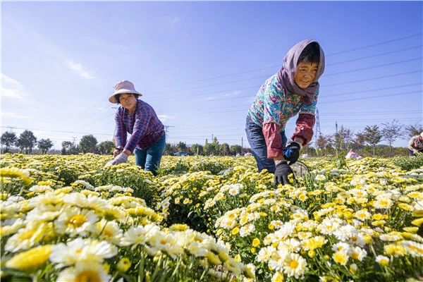 菊花种植成为村民致富_菊花致富经_村里种植北襄菊花增收致富