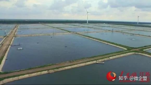 致富经苹果树盆景视频_致富经盆景苹果_致富盆景苹果图片