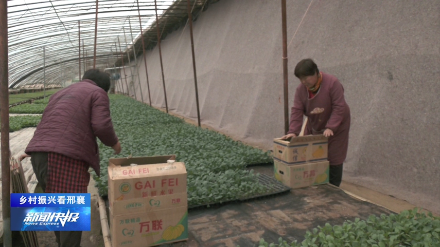 菊花种植成为村民致富_致富经菊花种植视频_村里种植北襄菊花增收致富