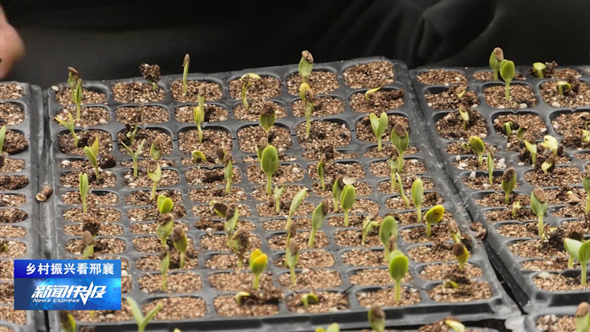 致富经菊花种植视频_菊花种植成为村民致富_村里种植北襄菊花增收致富