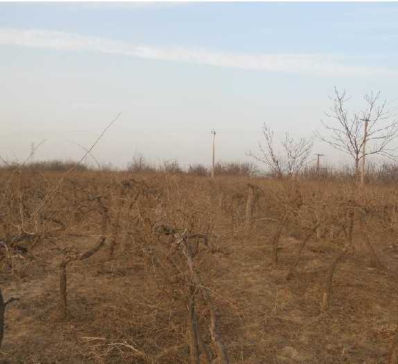 枸杞子怎么种植技术_枸杞子种植与管理视频_枸杞种植子技术视频