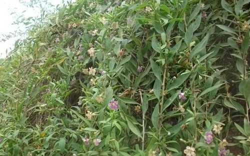 枸杞子种植与管理视频_枸杞种植子技术视频_枸杞子怎么种植技术