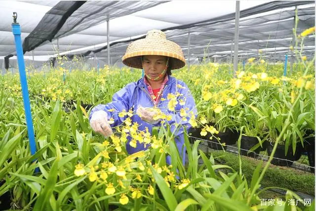 兰花致富经_致富兰花养殖项目怎么样_兰花养殖致富项目