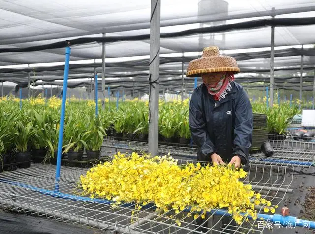 兰花致富经_致富兰花养殖项目怎么样_兰花养殖致富项目