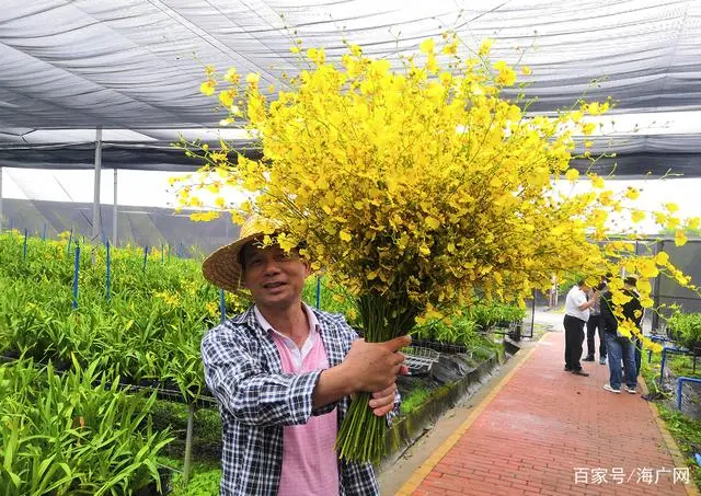 致富兰花养殖项目怎么样_兰花致富经_兰花养殖致富项目