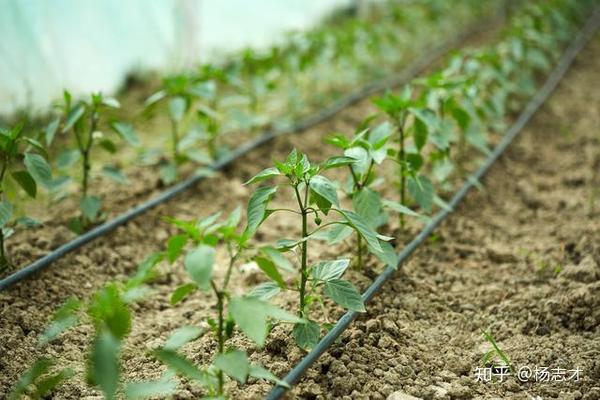 大棚种植辣椒能高产？科学用肥有讲究，用对了辣椒产量高效益好