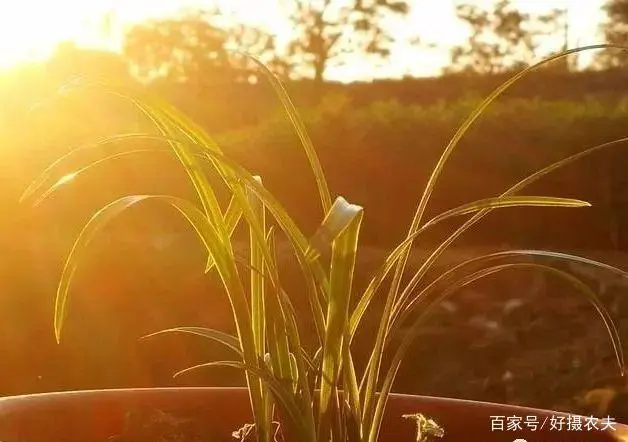 兰花养殖致富项目_致富兰花养殖项目简介_致富经养兰花视频