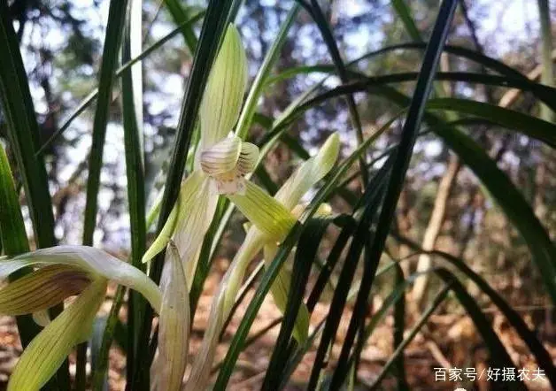 致富经养兰花视频_兰花养殖致富项目_致富兰花养殖项目简介