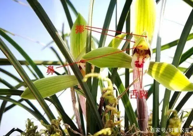 兰花养殖致富项目_致富经养兰花视频_致富兰花养殖项目简介