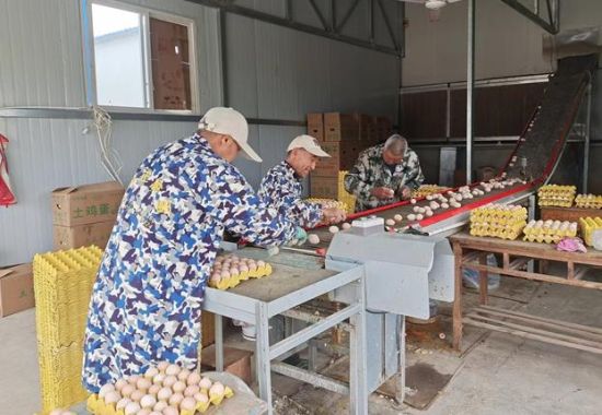 六安市先生店镇陈大庄村：聚焦产业发展打通“致富路”