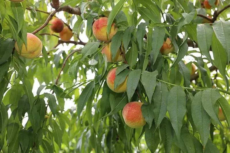 致富种植经历简介_致富种植经历作文_种植致富经历