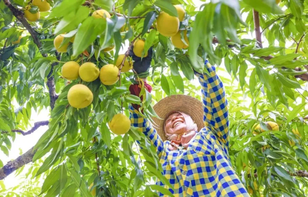 致富种植经历简介_致富种植经历作文_种植致富经历