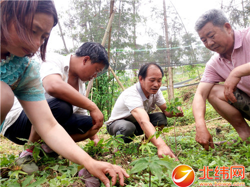 种植重楼是不是骗局_致富经重楼种植视频_种植重楼的前景如何