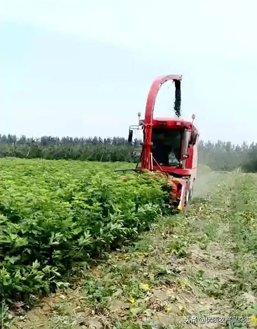 桑苗种植技术视频_种植桑苗的新方法_桑种种植技术